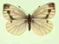 Pieris napi female (aberrant form confluens 2) (Internet Image property of respective owner, non-commercial use only)